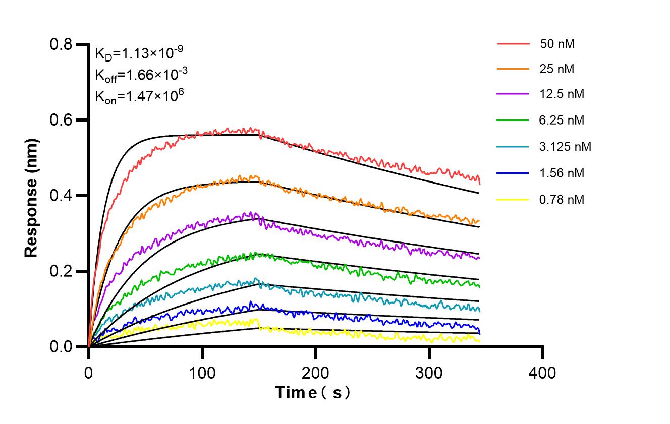 Affinity and Kinetic Characterization of 98553-1-RR Affinity and Kinetic Characterization of 98553-1-RR