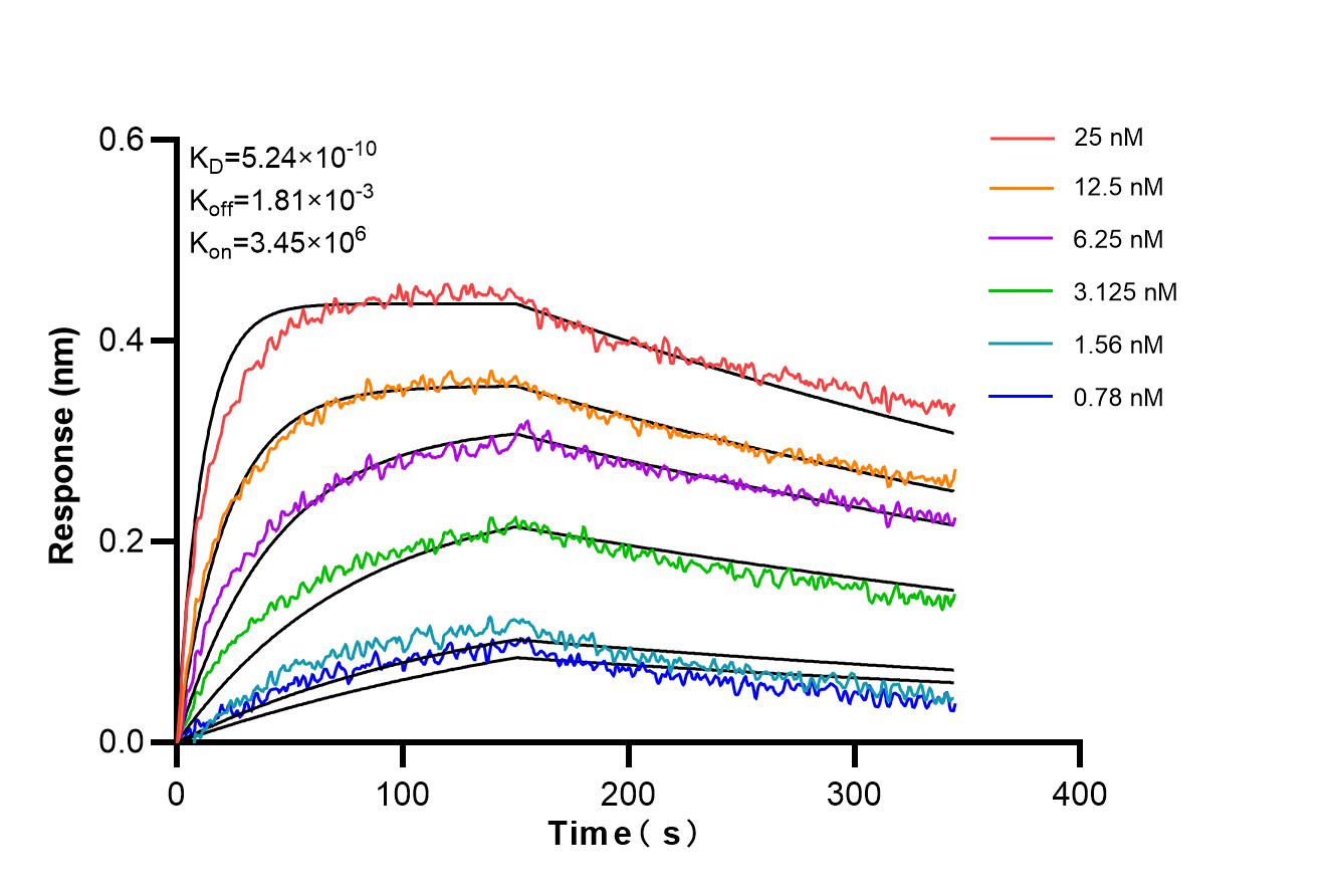 Affinity and Kinetic Characterization of 98555-1-RR Affinity and Kinetic Characterization of 98555-1-RR