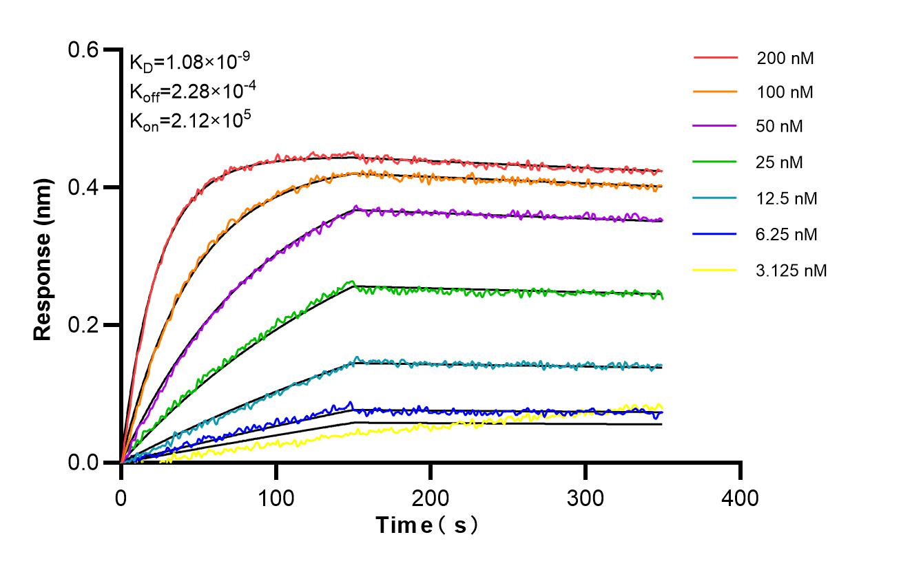 Affinity and Kinetic Characterization of 98558-1-RR Affinity and Kinetic Characterization of 98558-1-RR