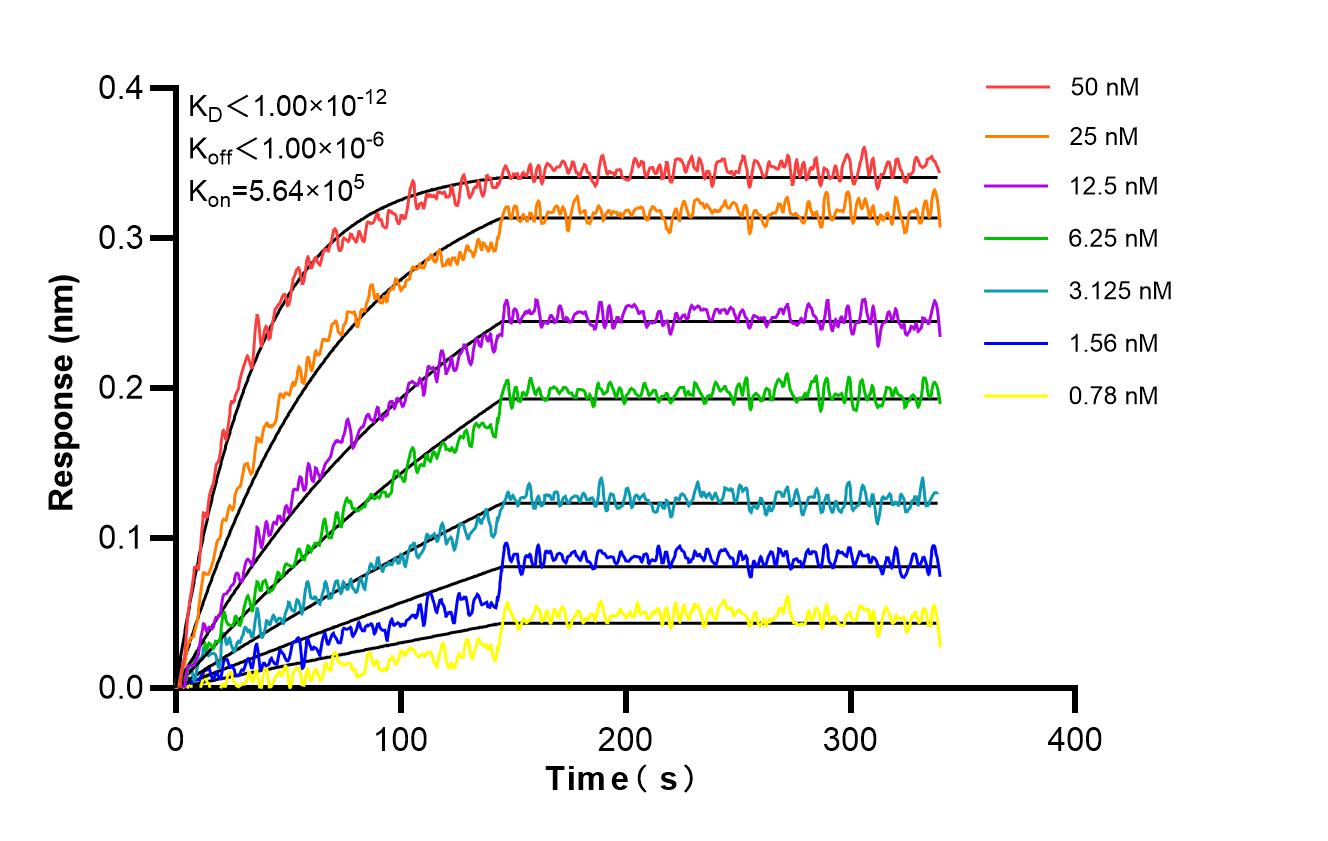 Affinity and Kinetic Characterization of 98566-1-RR Affinity and Kinetic Characterization of 98566-1-RR