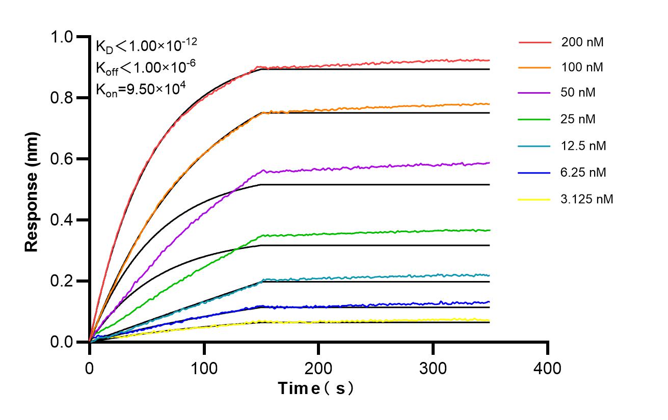 Biolayer interferometry (BLl) kinetic assays of 98576-2-RR against Mouse CD204 were performed. The affinity constant is below 1 pM. Affinity and Kinetic Characterization of 98576-2-RR