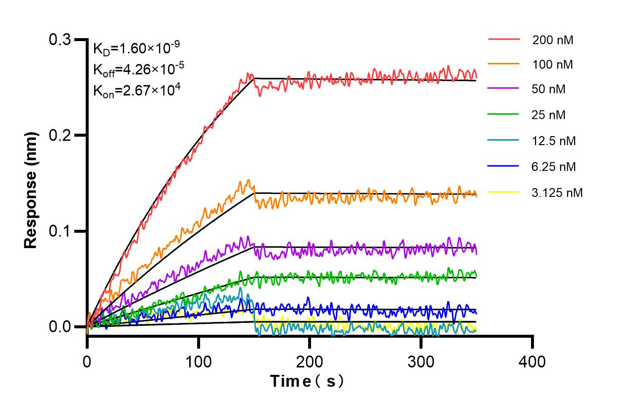 Affinity and Kinetic Characterization of 98577-1-RR