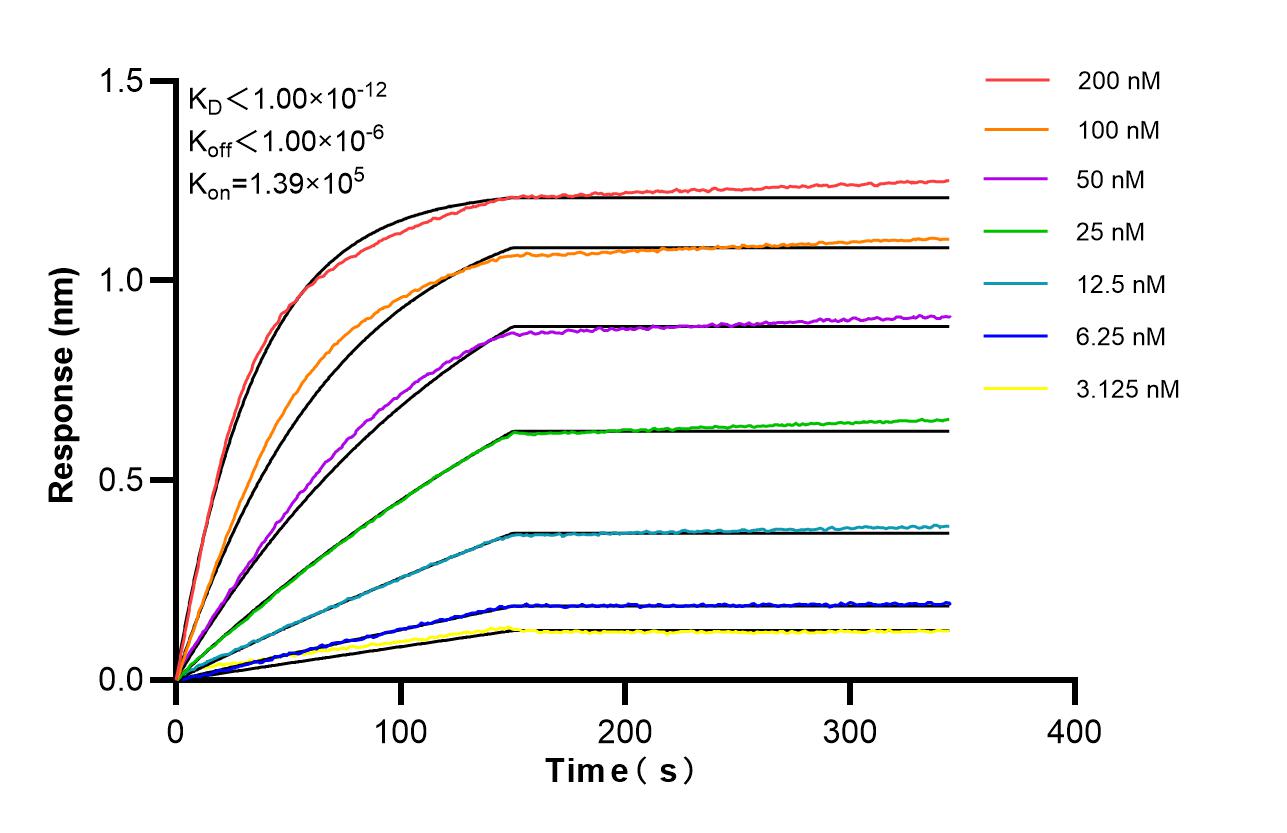 Affinity of 98582-1-RR Affinity of 98582-1-RR