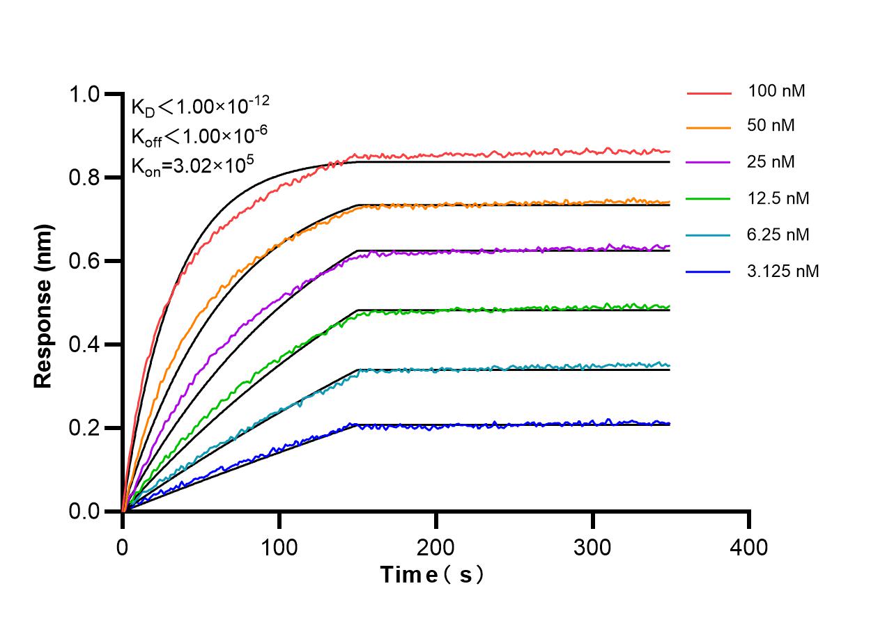 Biolayer interferometry (BLl) kinetic assays of 98583-3-RR against Mouse LY75/DEC-205 were performed. The affinity constant is below 1 pM. Affinity and Kinetic Characterization of 98583-3-RR