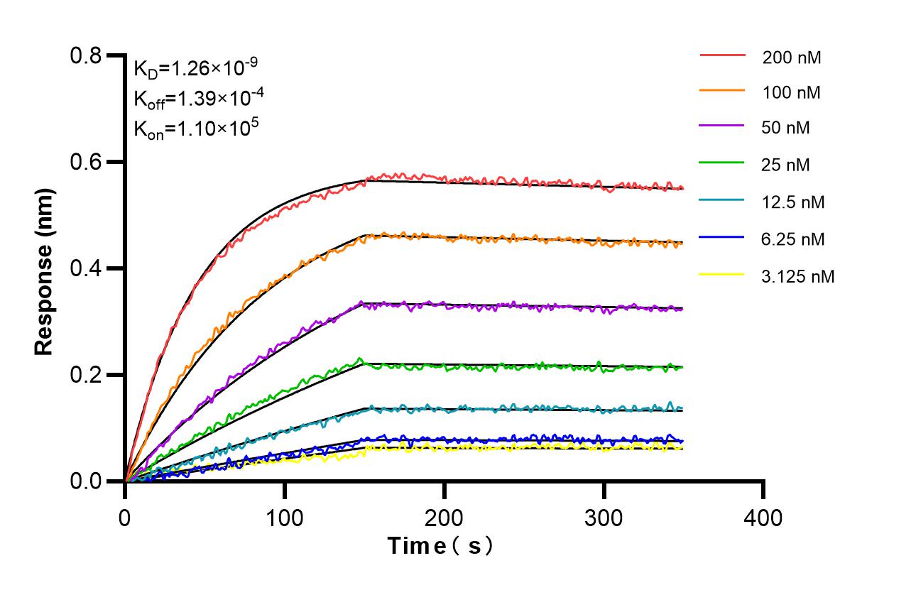 Affinity and Kinetic Characterization of 98584-1-RR