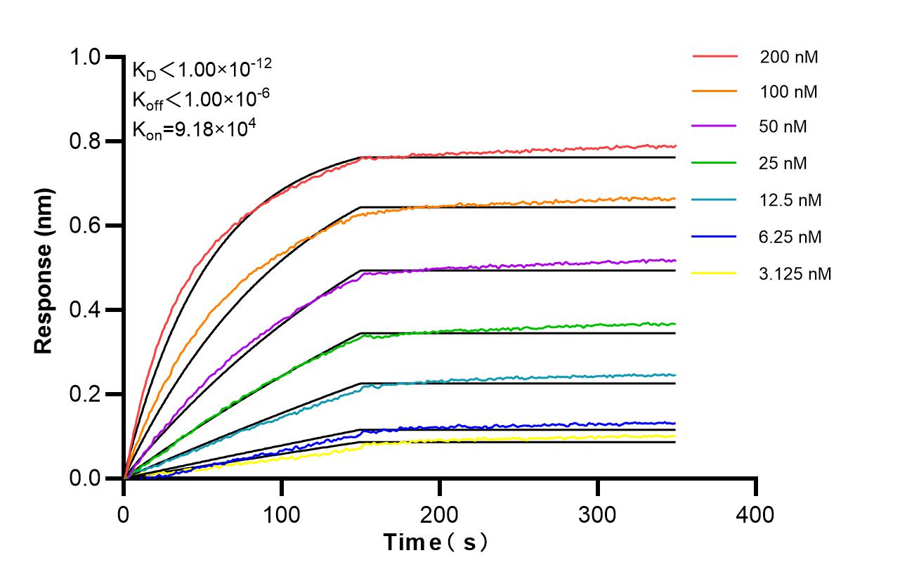 Affinity of 98607-1-RR