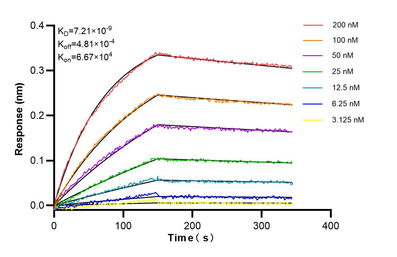 Affinity of 98617-3-RR