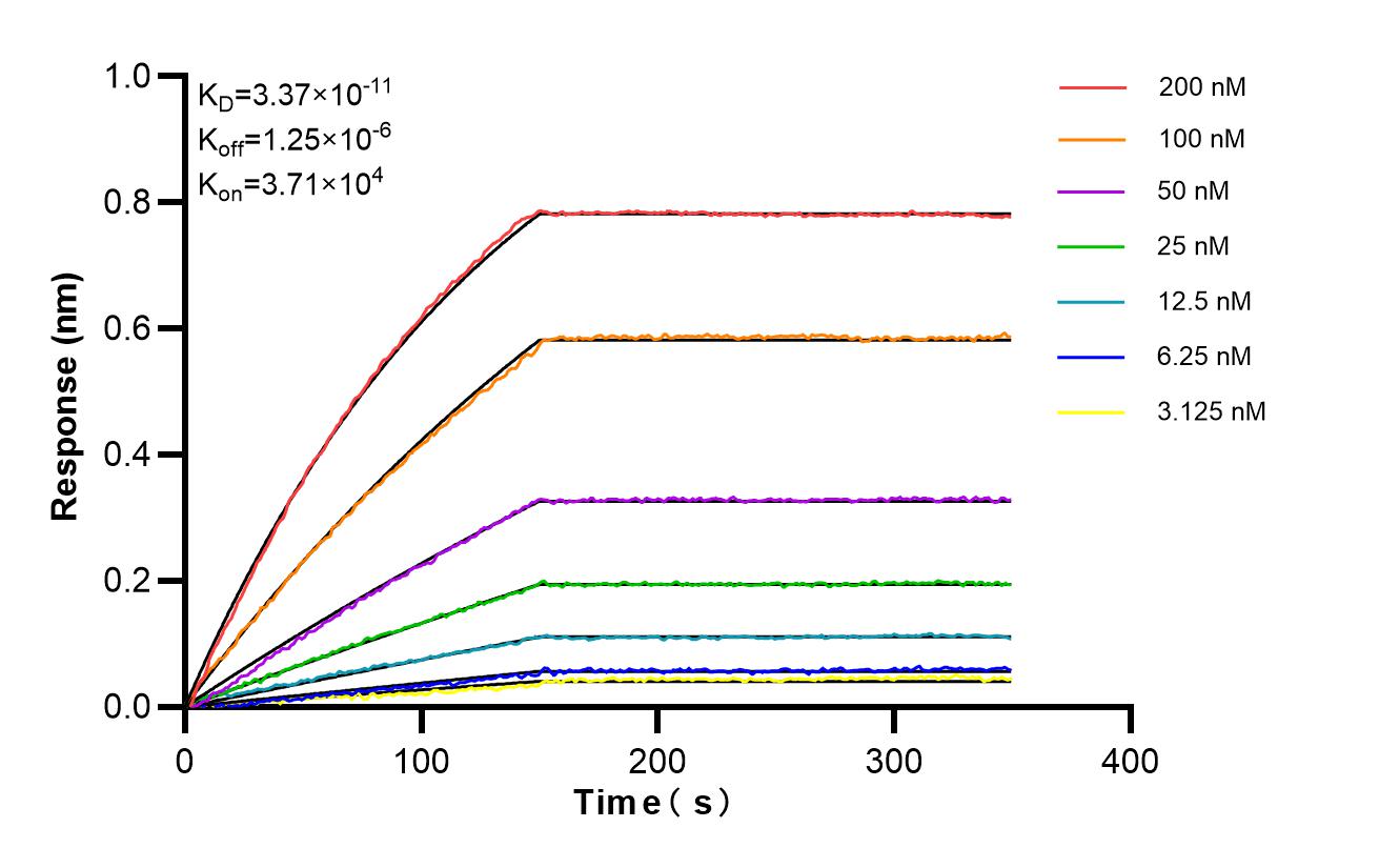 Biolayer interferometry (BLl) kinetic assays of 98621-2-RR against Human IL12RB2 were performed. The affinity constant is 33.7 pM. Affinity and Kinetic Characterization of 98621-2-RR
