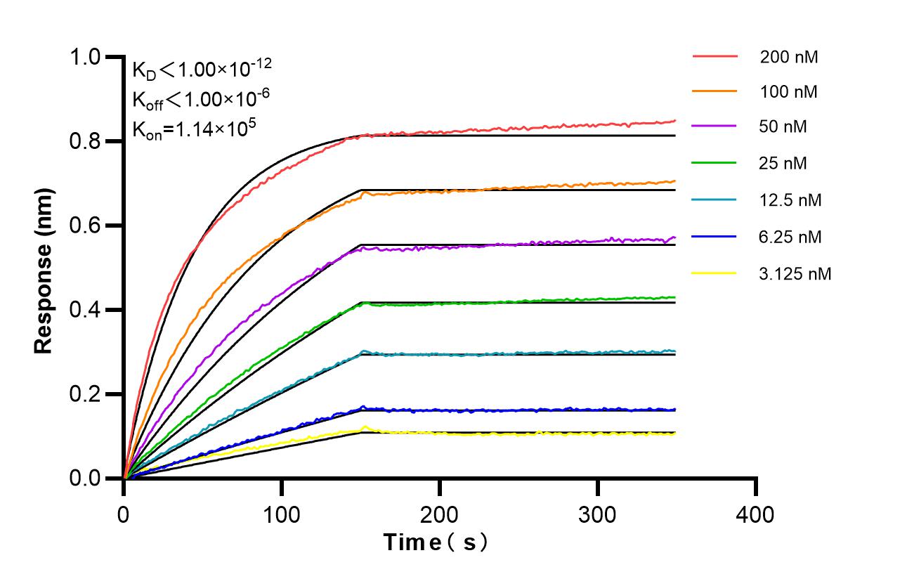 Affinity of 98623-2-RR