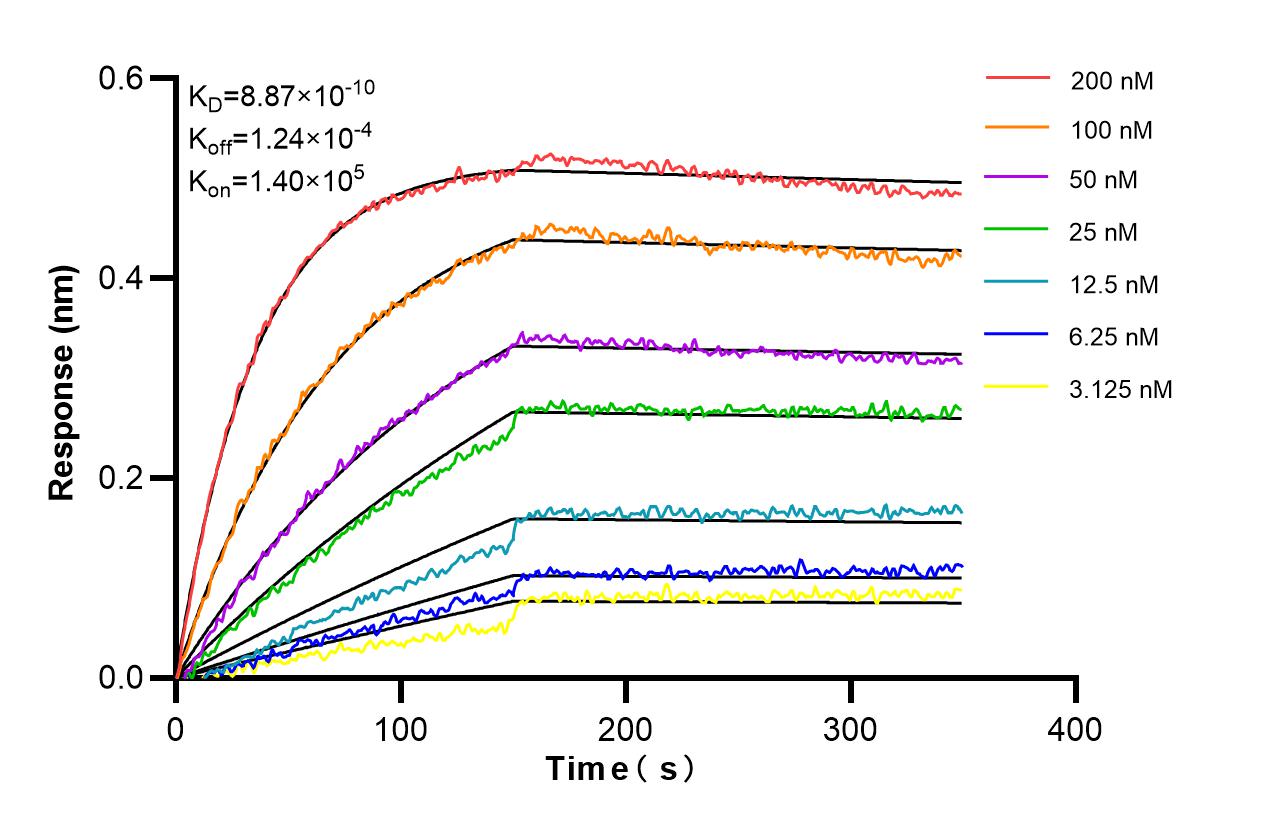 Affinity and Kinetic Characterization of 98624-2-RR