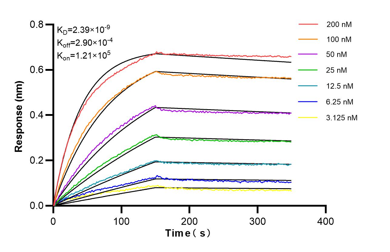 Affinity of 98626-2-RR Affinity of 98626-2-RR