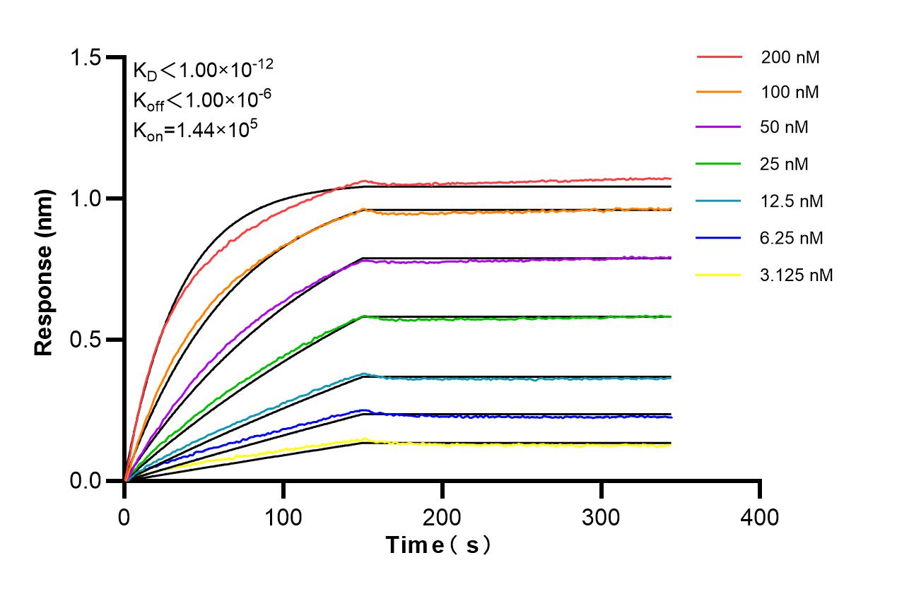 Biolayer interferometry (BLl) kinetic assays of 98635-1-RR against Human BAI3 were performed. The affinity constant is below 1 pM. Affinity and Kinetic Characterization of 98635-1-RR