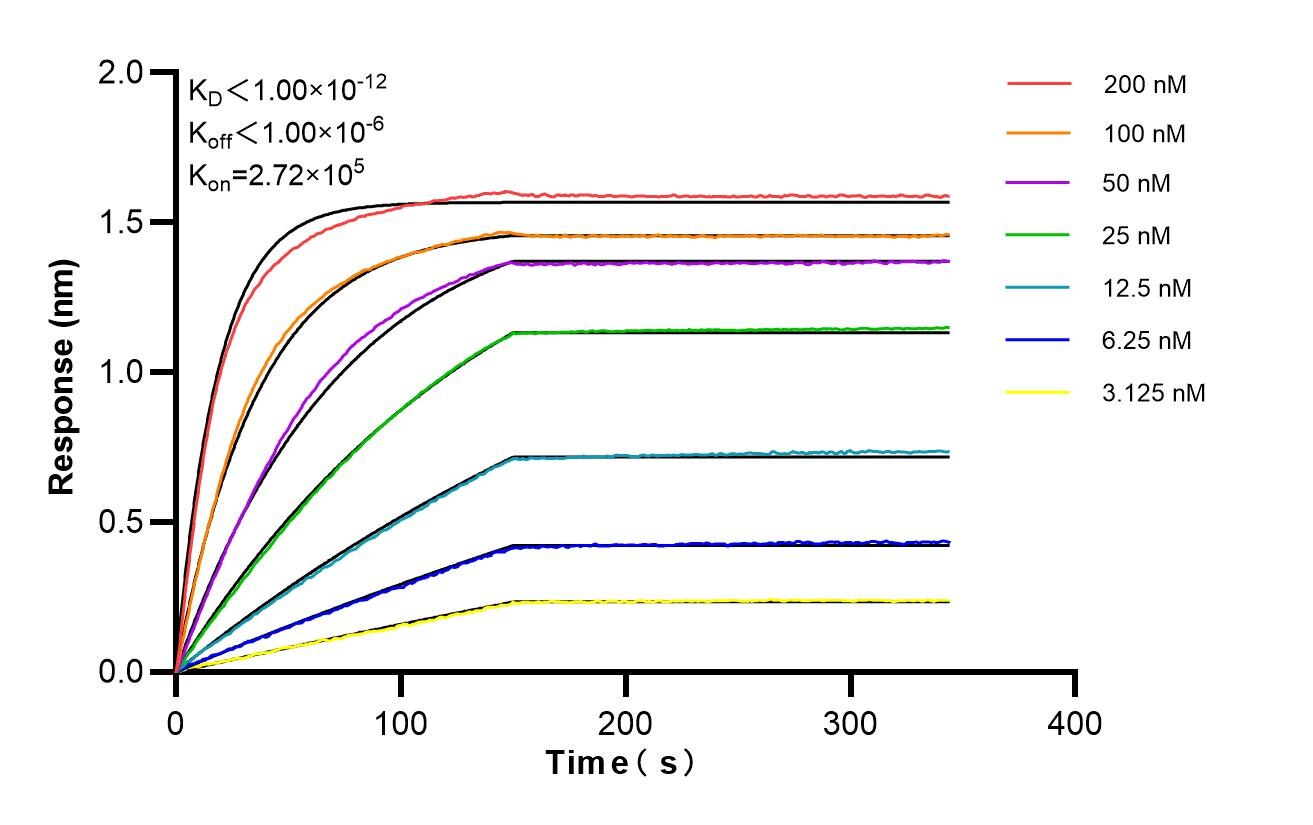 Affinity of 98642-3-RR Affinity of 98642-3-RR