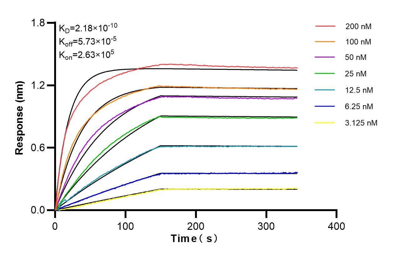 Affinity of 98648-3-RR