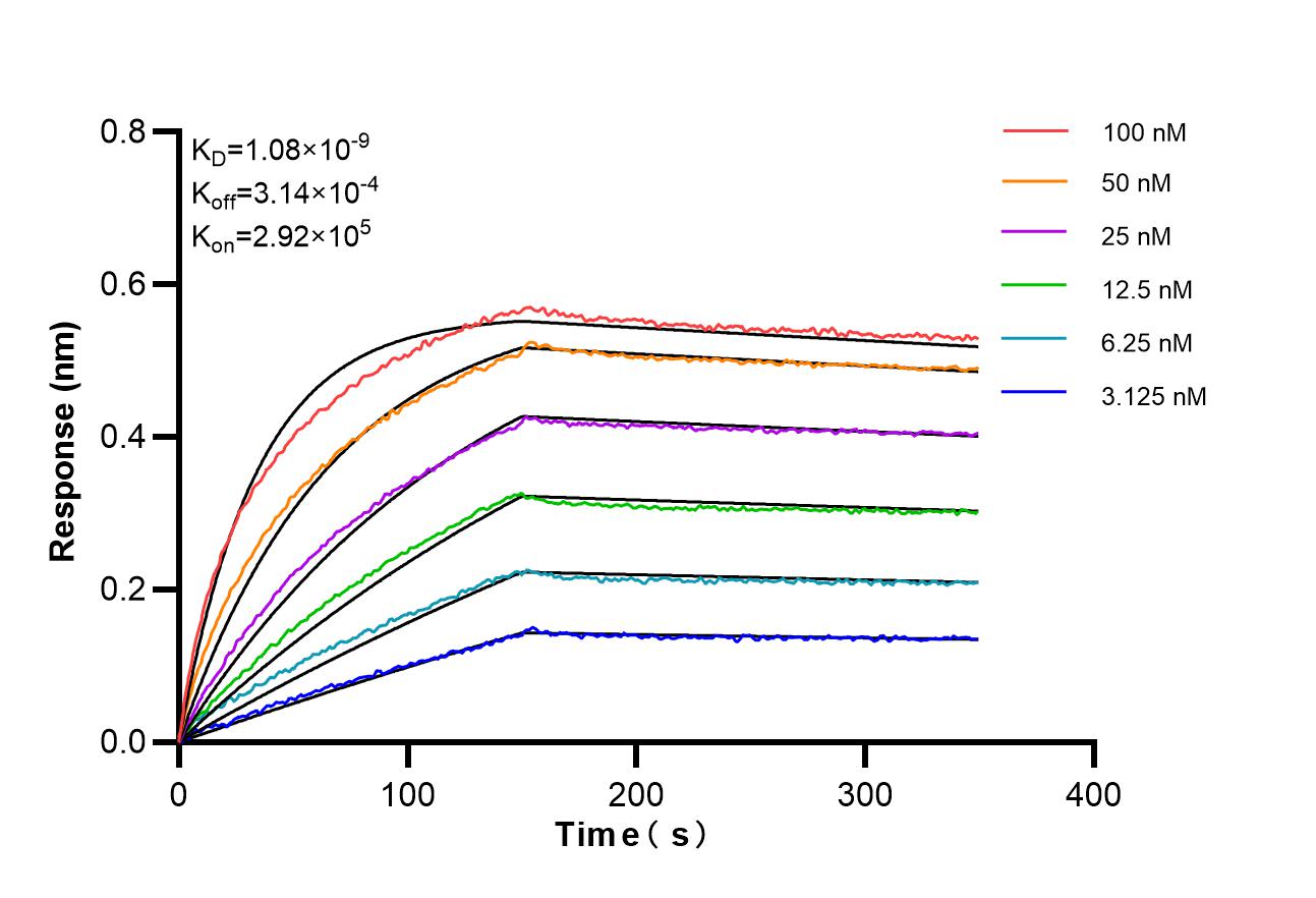 Affinity of 98663-1-RR
