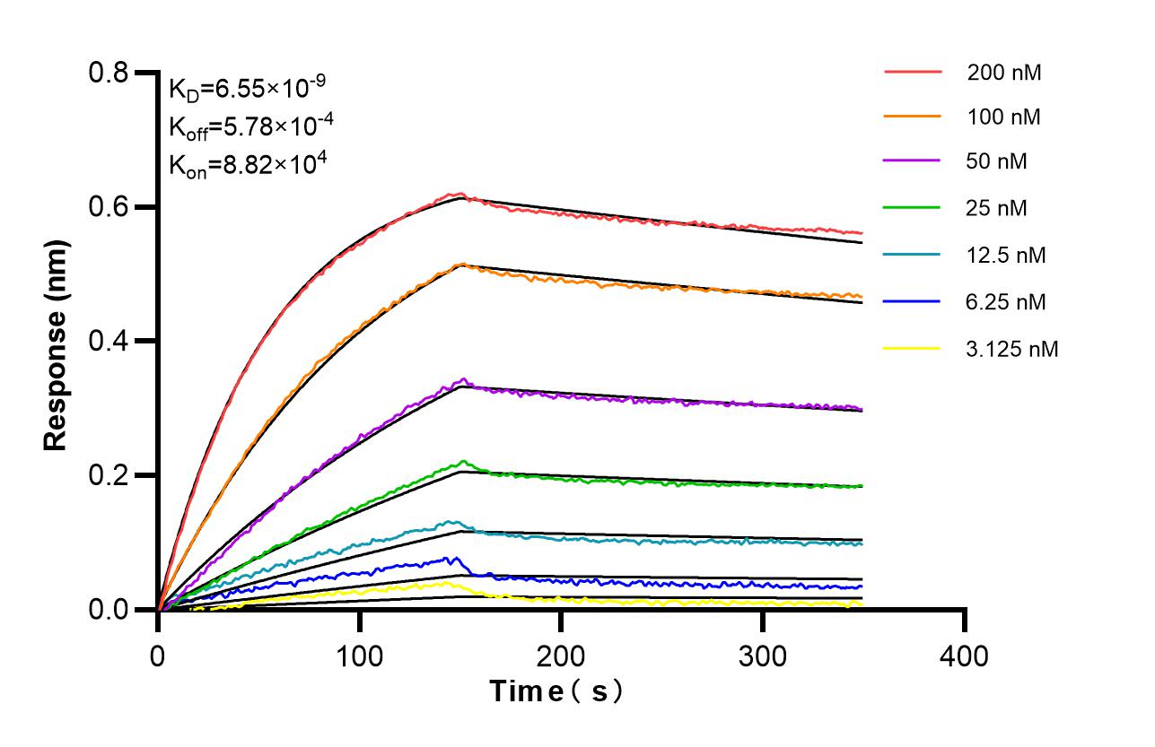 Affinity of 98677-3-RR Affinity of 98677-3-RR
