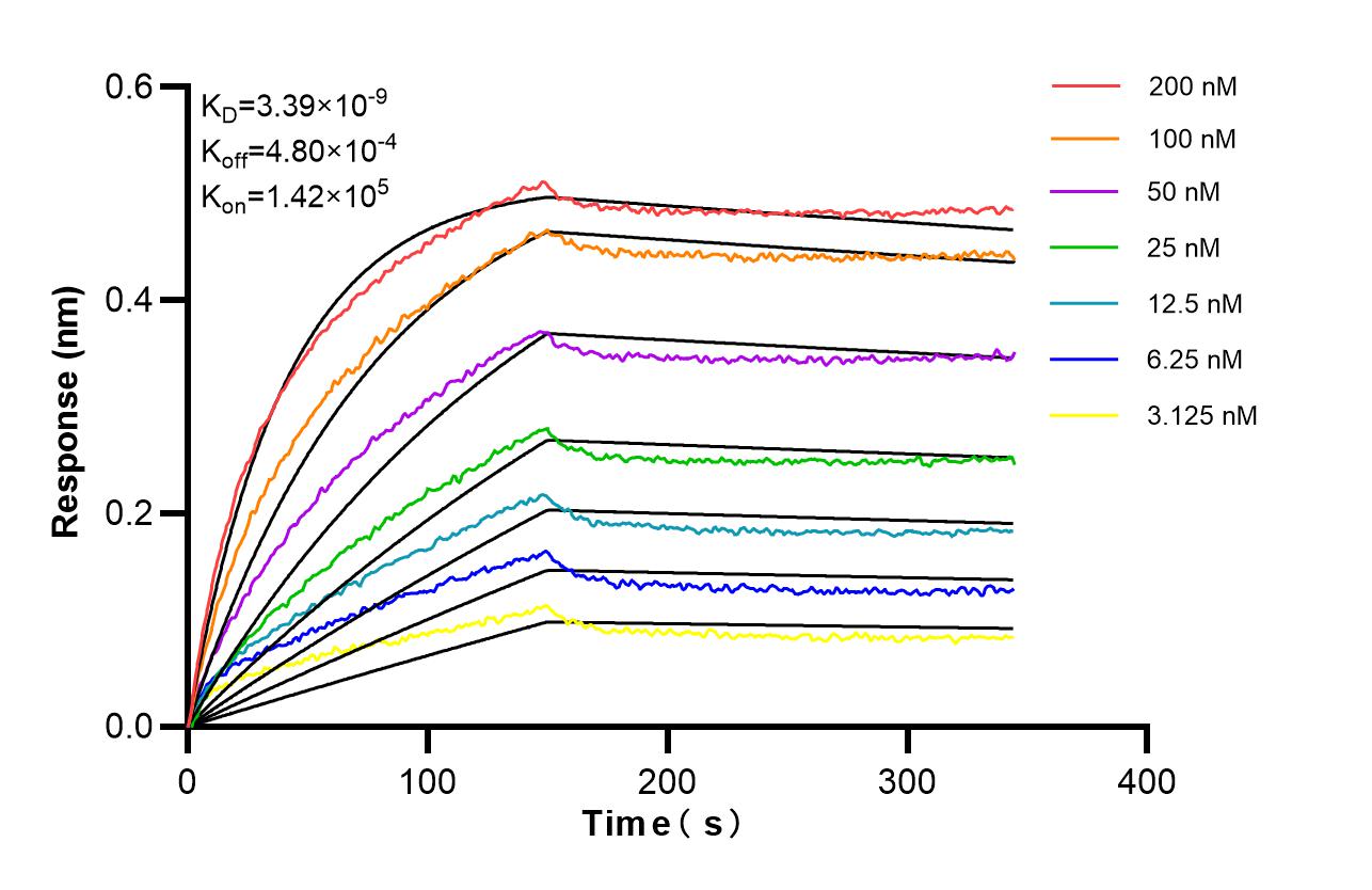 Biolayer interferometry (BLl) kinetic assays of 98683-1-RR against Human MUC13 were performed. The affinity constant is 3.39 nM. Affinity and Kinetic Characterization of 98683-1-RR