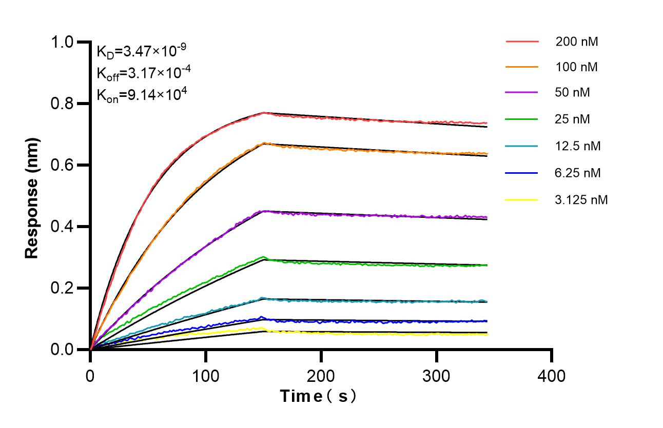 Affinity of 98684-1-RR Affinity of 98684-1-RR