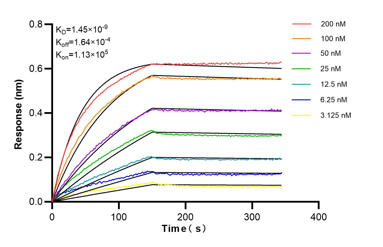 Affinity of 98685-3-RR Affinity of 98685-3-RR