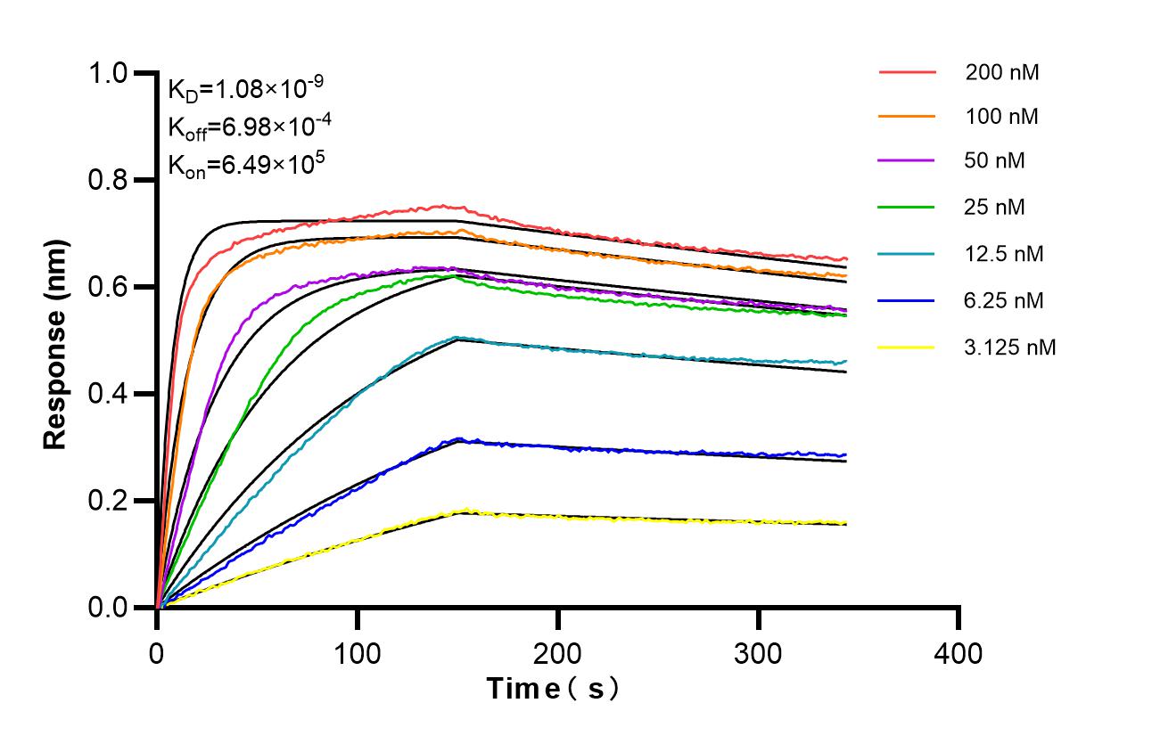Affinity of 98689-3-RR Affinity of 98689-3-RR