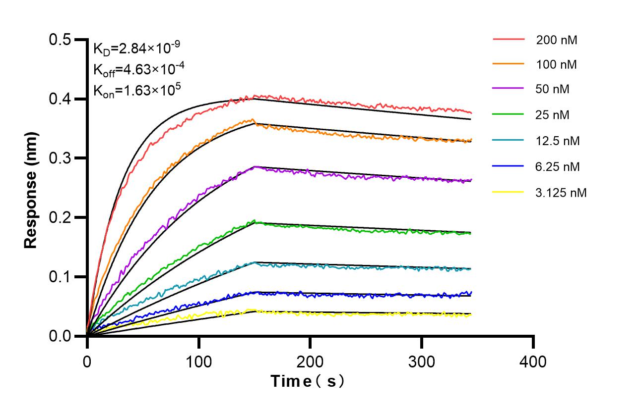 Affinity of 98706-1-RR
