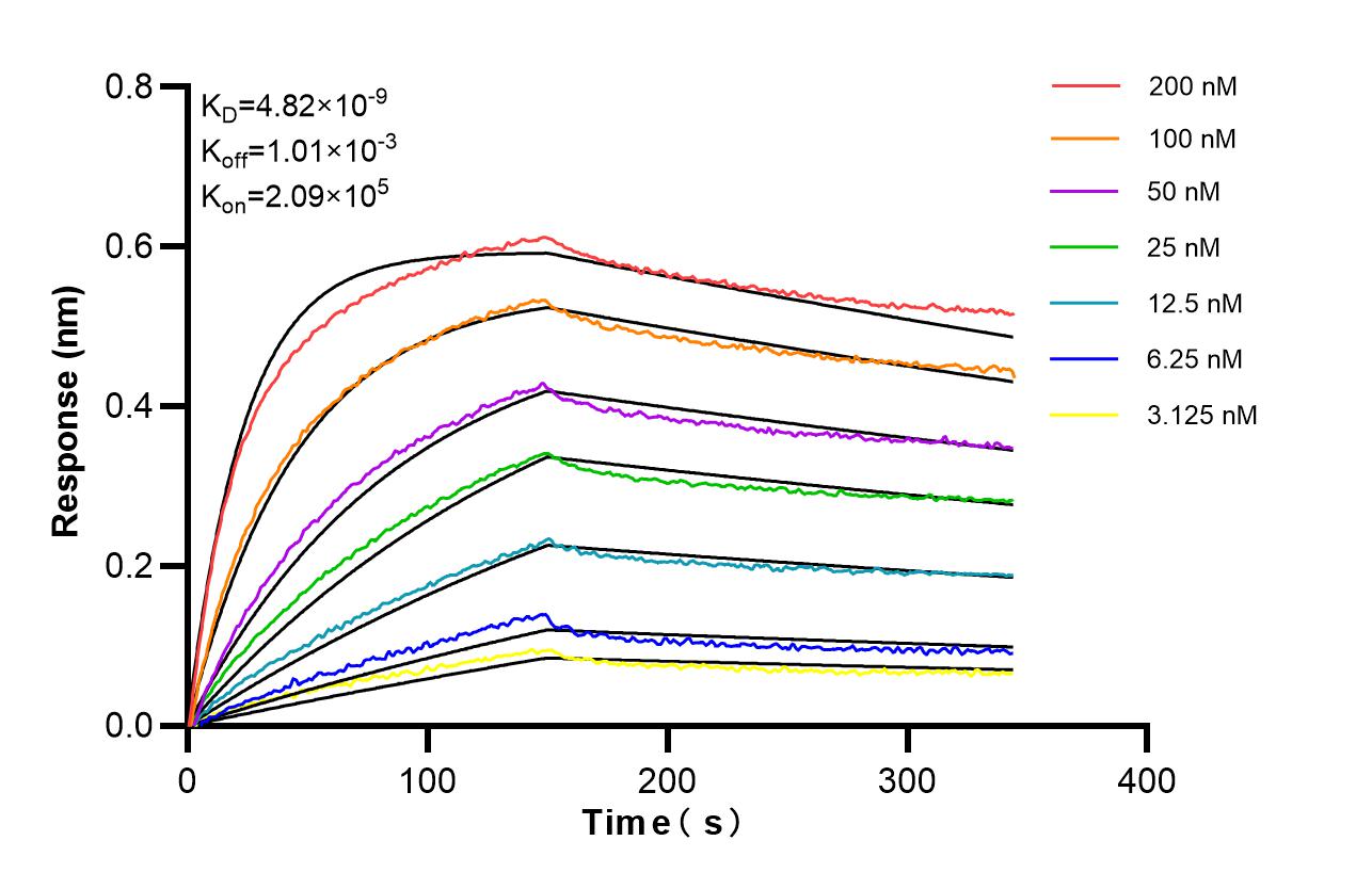 Affinity and Kinetic Characterization of 98708-2-RR