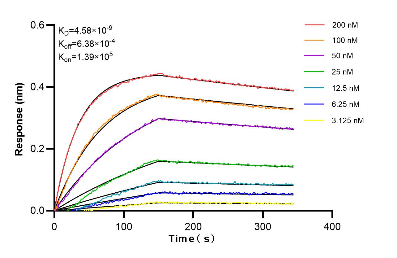 Affinity of 98774-1-RR