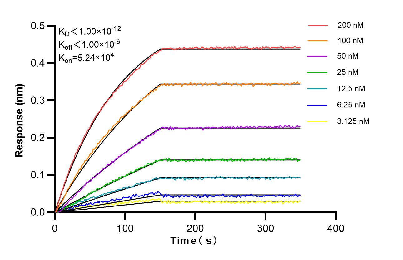 Affinity of 98810-1-RR Affinity of 98810-1-RR