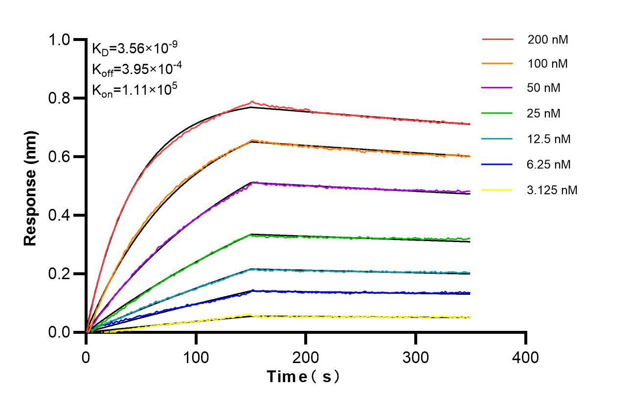 Affinity of 98820-1-RR Affinity of 98820-1-RR