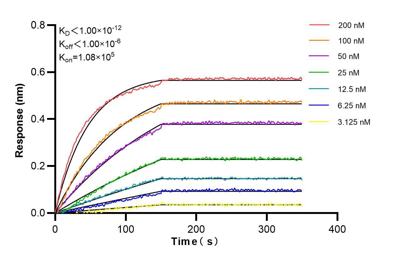 Affinity and Kinetic Characterization of SF98054-1-RR Affinity and Kinetic Characterization of SF98054-1-RR