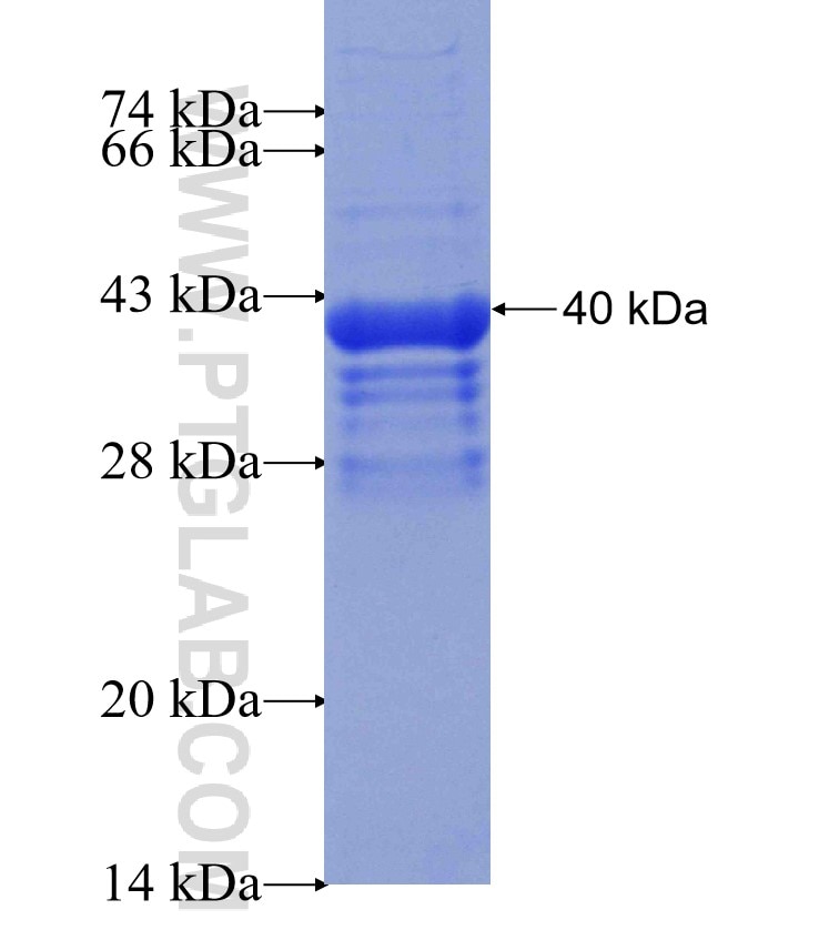 AgBR1 fusion protein Ag30168 SDS-PAGE