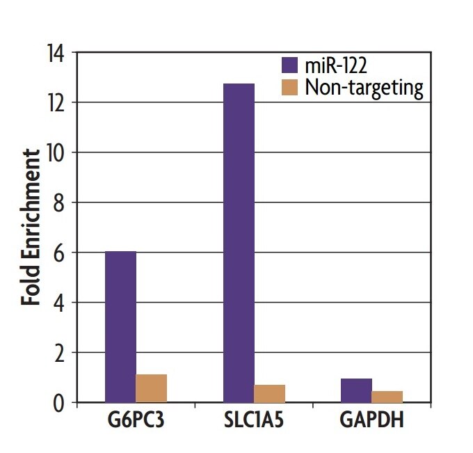 Ago1/2/3 antibody (mAb) (Clone 2A8) tested by immunoprecipitation.The Active Motif miRNA IP Kit was used on samples of HT1080 cells that had been transfected with a miR-122 or a non-targeting miRNA control for 8 hours. Following IP using the Ago1/2/3 antibody or negative control IgG, qRT-PCR was performed on the samples using primers for G6PC3 and SLC1A5, which are known targets of miR-122, and for GAPDH, a common housekeeping gene that is not known to be targeted by miR-122.