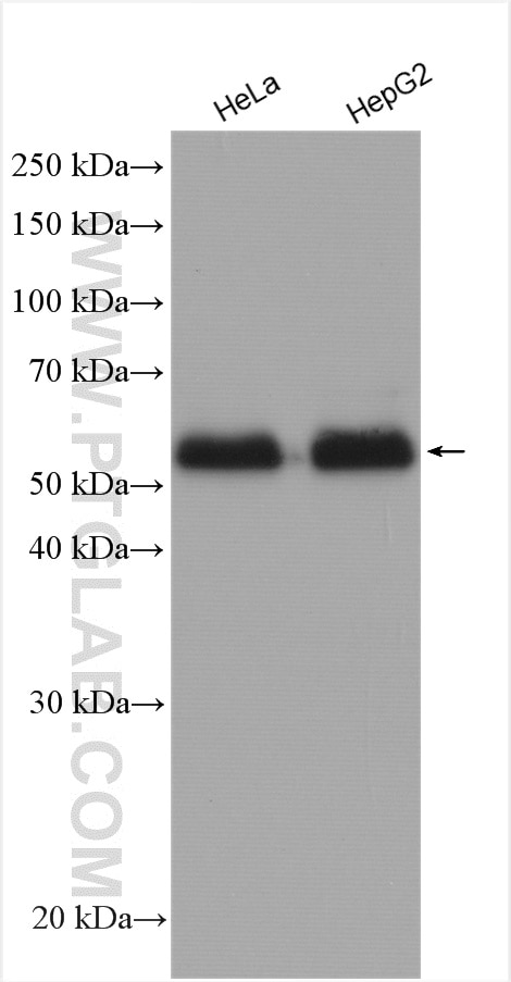 Western Blot (WB) analysis of various lysates using Ajuba Polyclonal antibody (28686-1-AP)