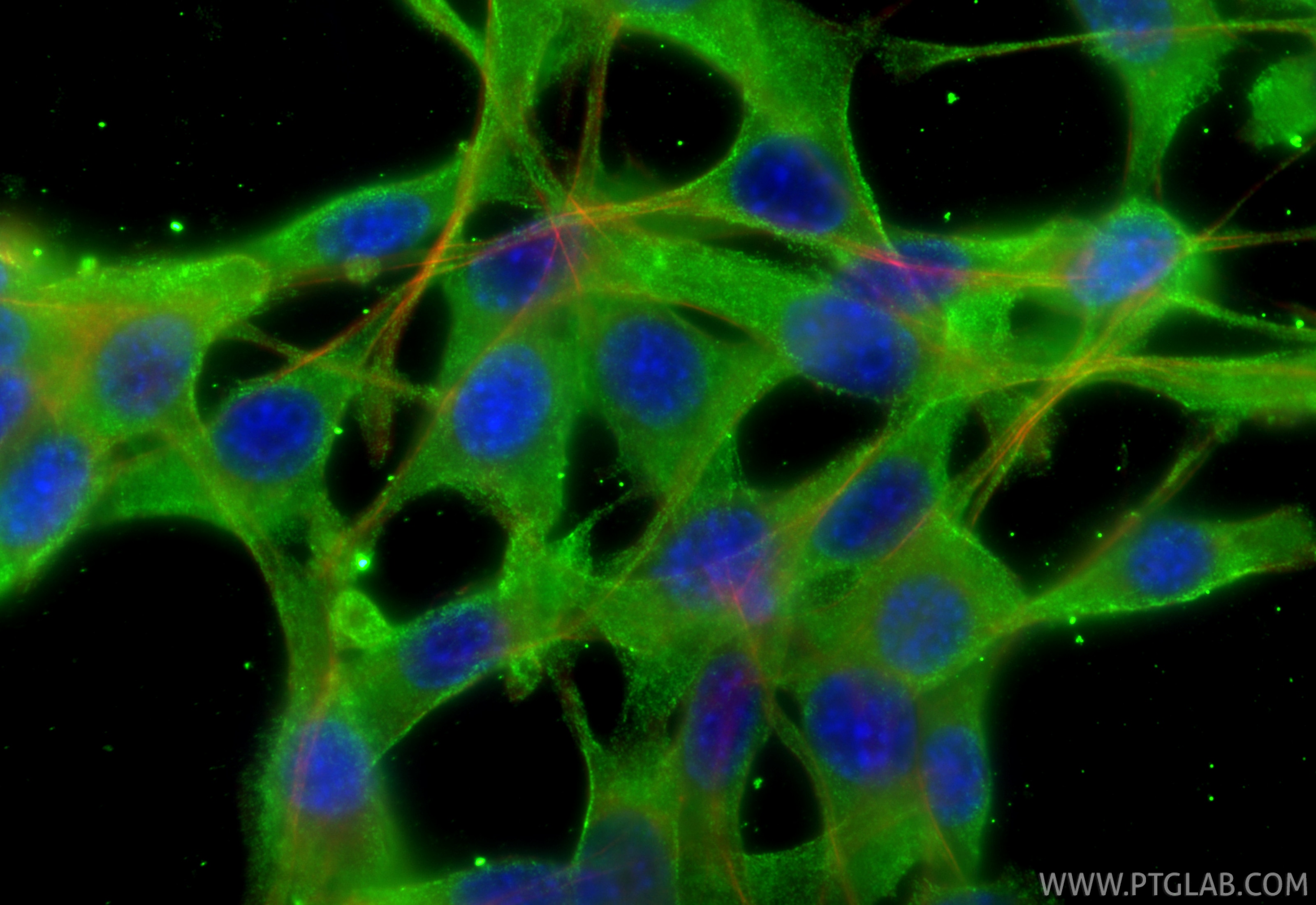 Immunofluorescence (IF) / fluorescent staining of NIH/3T3 cells using AlaRS Monoclonal antibody (67909-1-Ig)