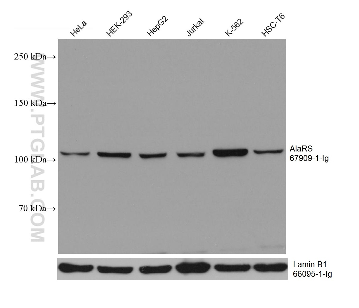 Western Blot (WB) analysis of various lysates using AlaRS Monoclonal antibody (67909-1-Ig)