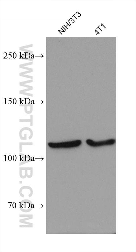 Western Blot (WB) analysis of various lysates using AlaRS Monoclonal antibody (67909-1-Ig)