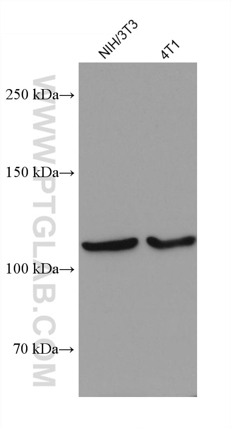 WB analysis using 67909-1-Ig