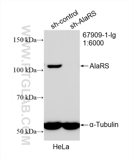 Western Blot (WB) analysis of HeLa cells using AlaRS Monoclonal antibody (67909-1-Ig)