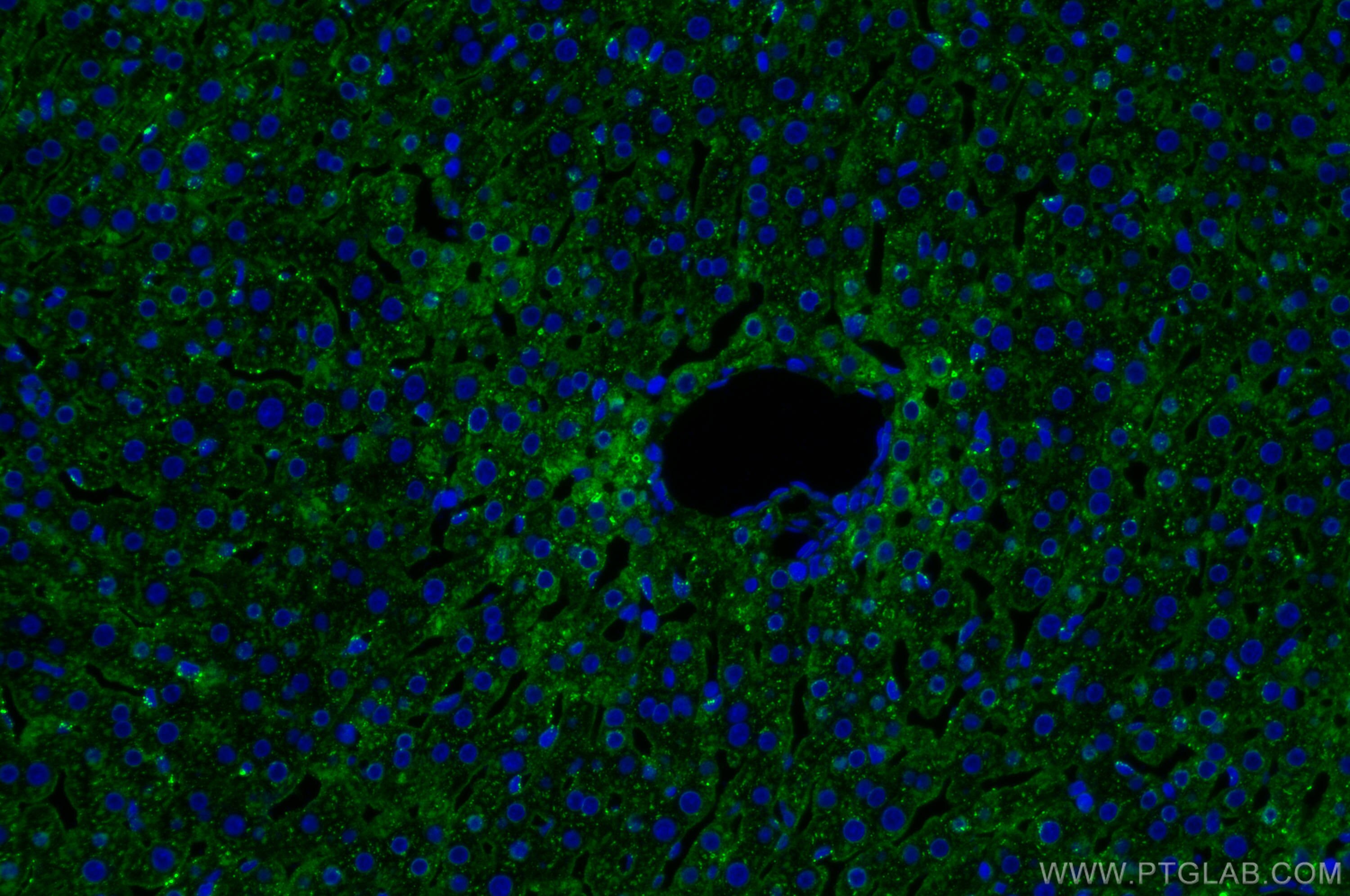 Immunofluorescence (IF) / fluorescent staining of rat liver tissue using Albumin Polyclonal antibody (31340-1-AP)