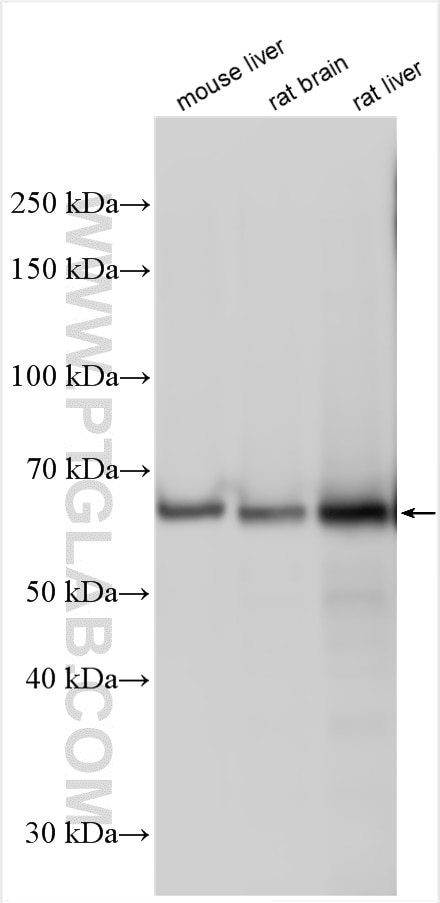 Western Blot (WB) analysis of various lysates using Albumin Polyclonal antibody (31340-1-AP)