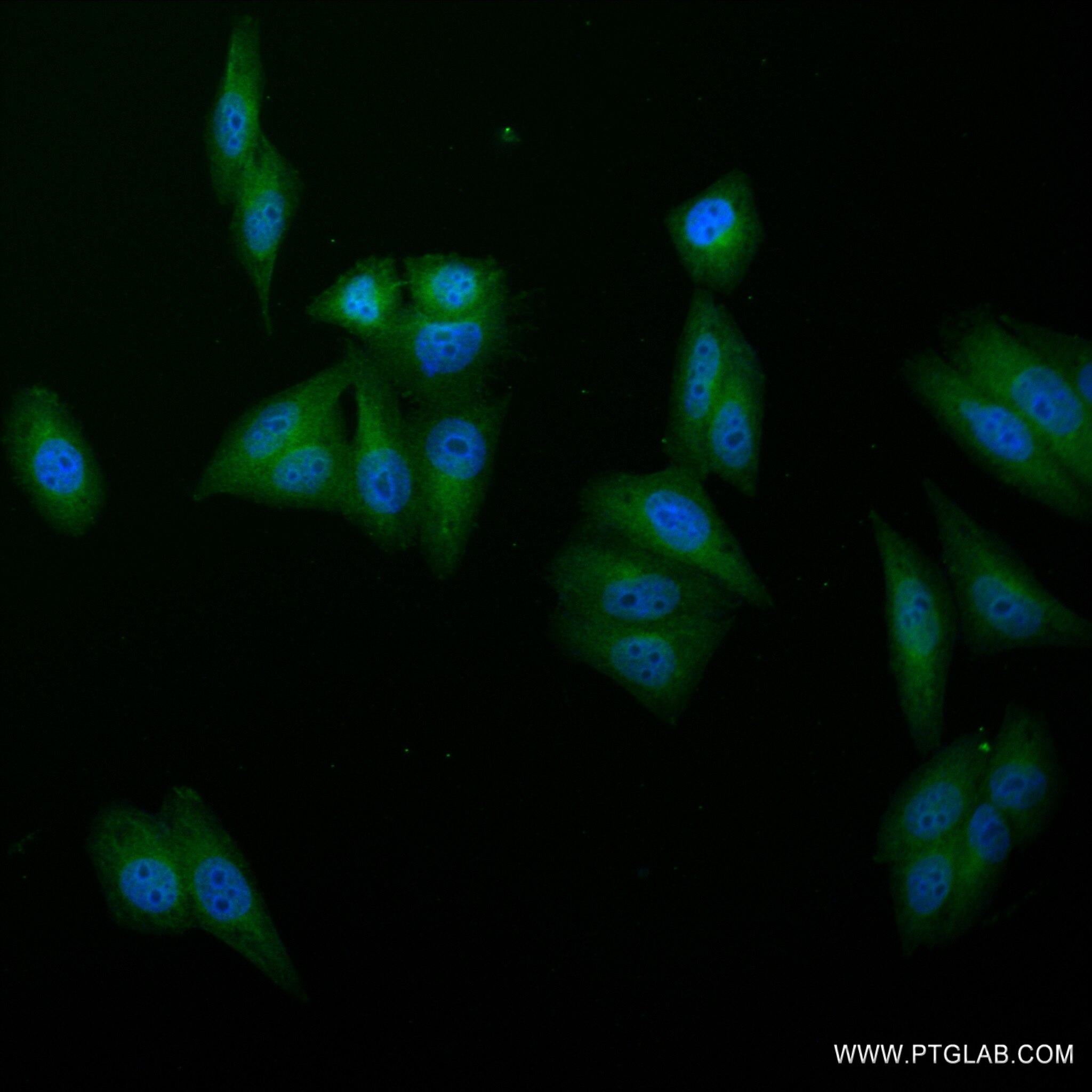 IF Staining of HepG2 using 82783-6-RR