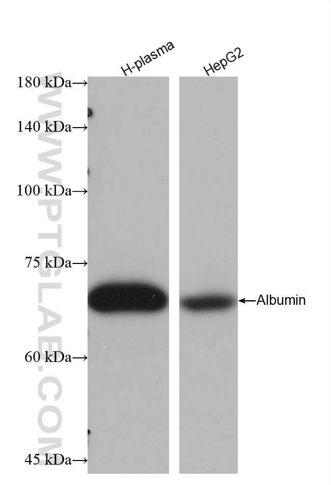 Albumin