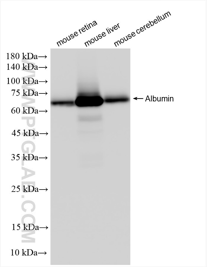 Western Blot (WB) analysis of various lysates using Albumin Recombinant antibody (83289-4-RR)