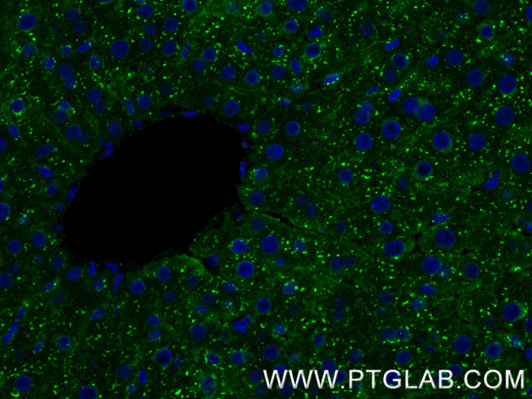 Immunofluorescent analysis of (4% PFA) fixed paraffin-embedded rat liver tissue using Albumin antibody (83697-5-RR, Clone: 240745E3 ) at dilution of 1:200 and CoraLite®488-Conjugated Goat Anti-Rabbit IgG(H+L) (SA00013-2). Heat mediated antigen retrieval with Tris-EDTA buffer (pH 9.0). Immunofluorescence (IF) / fluorescent staining of rat liver tissue using Albumin Recombinant monoclonal antibody (83697-5-RR)