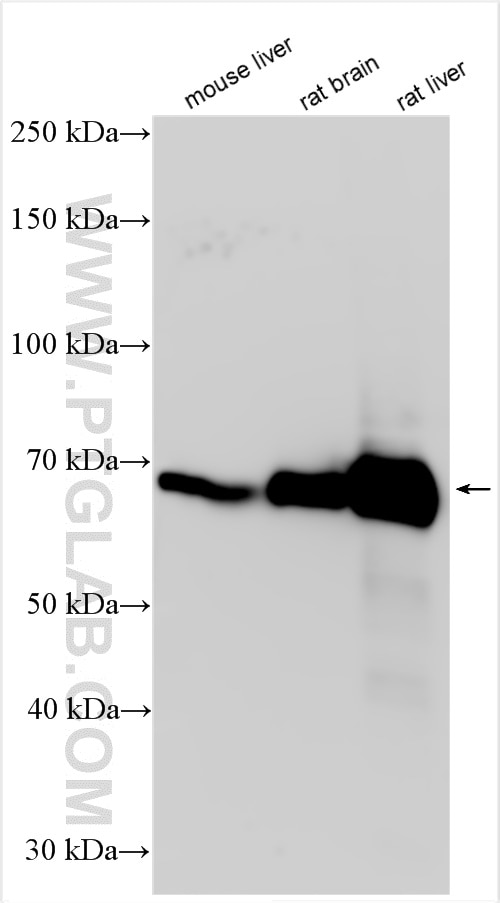 Western Blot (WB) analysis of various lysates using Albumin Recombinant antibody (83697-5-RR)