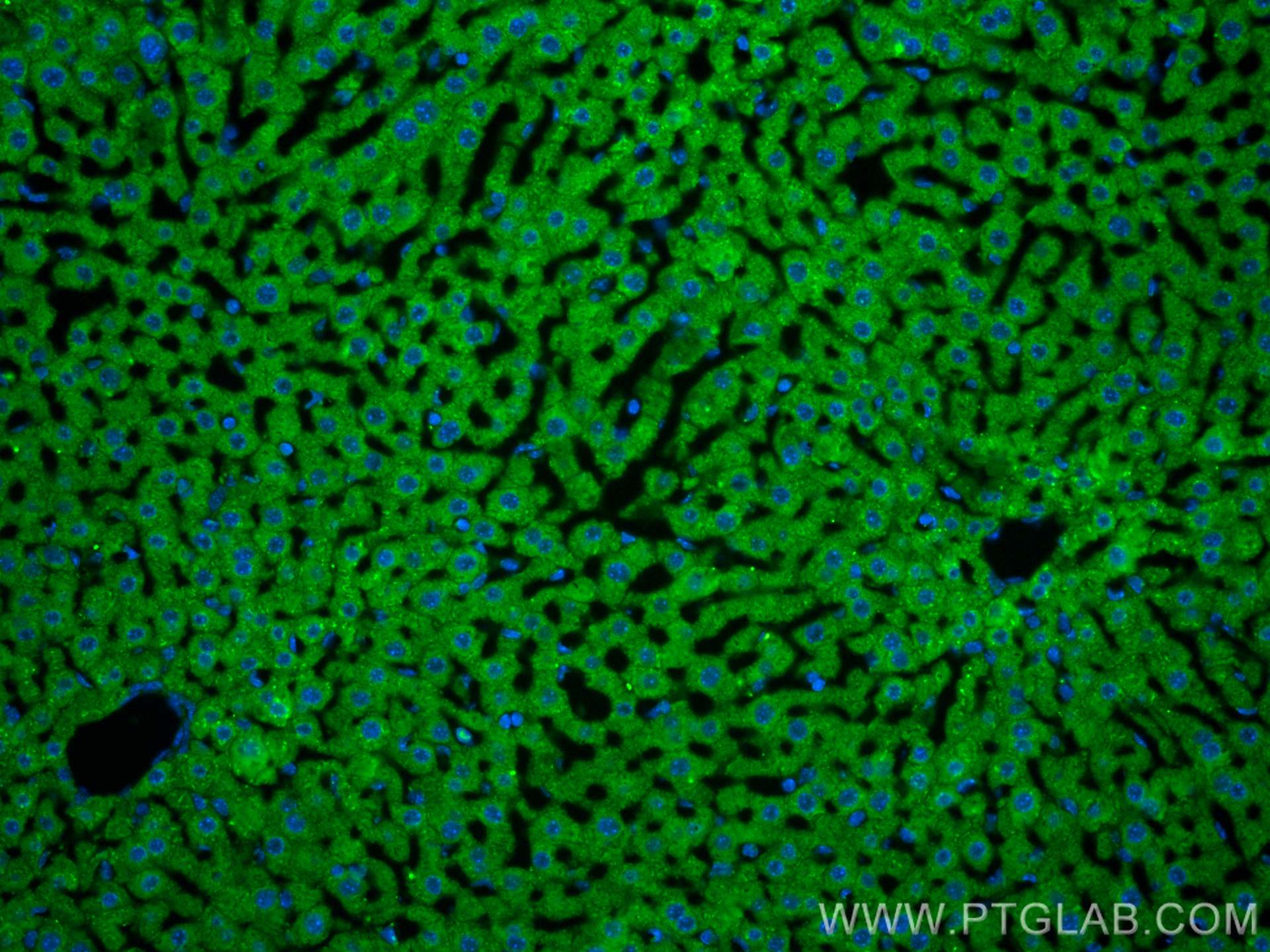 Immunofluorescence (IF) / fluorescent staining of mouse liver tissue using CoraLite® Plus 488-conjugated Albumin Polyclonal a (CL488-16475)