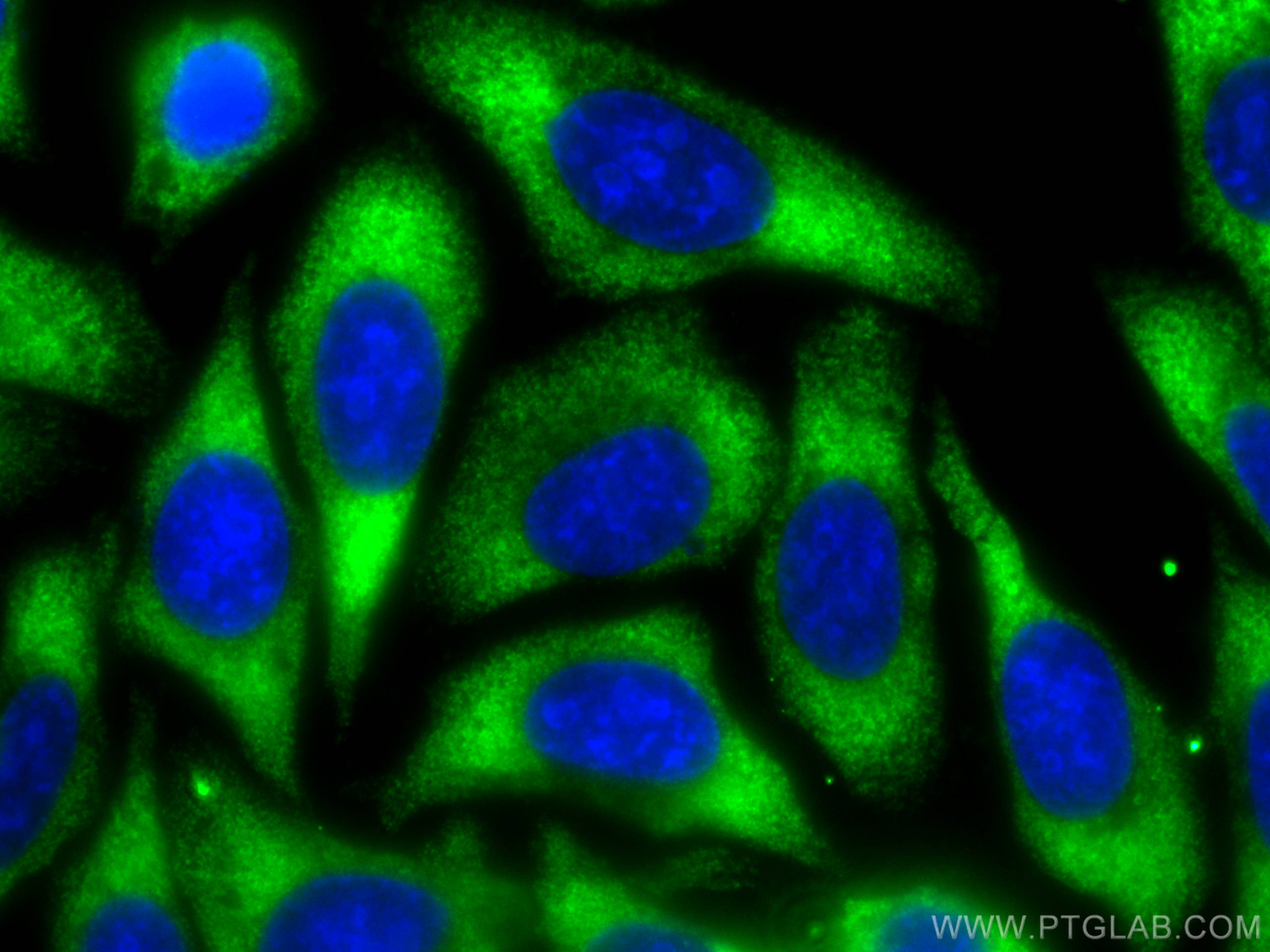 Immunofluorescence (IF) / fluorescent staining of HepG2 cells using CoraLite® Plus 488-conjugated Albumin Monoclonal a (CL488-66051)