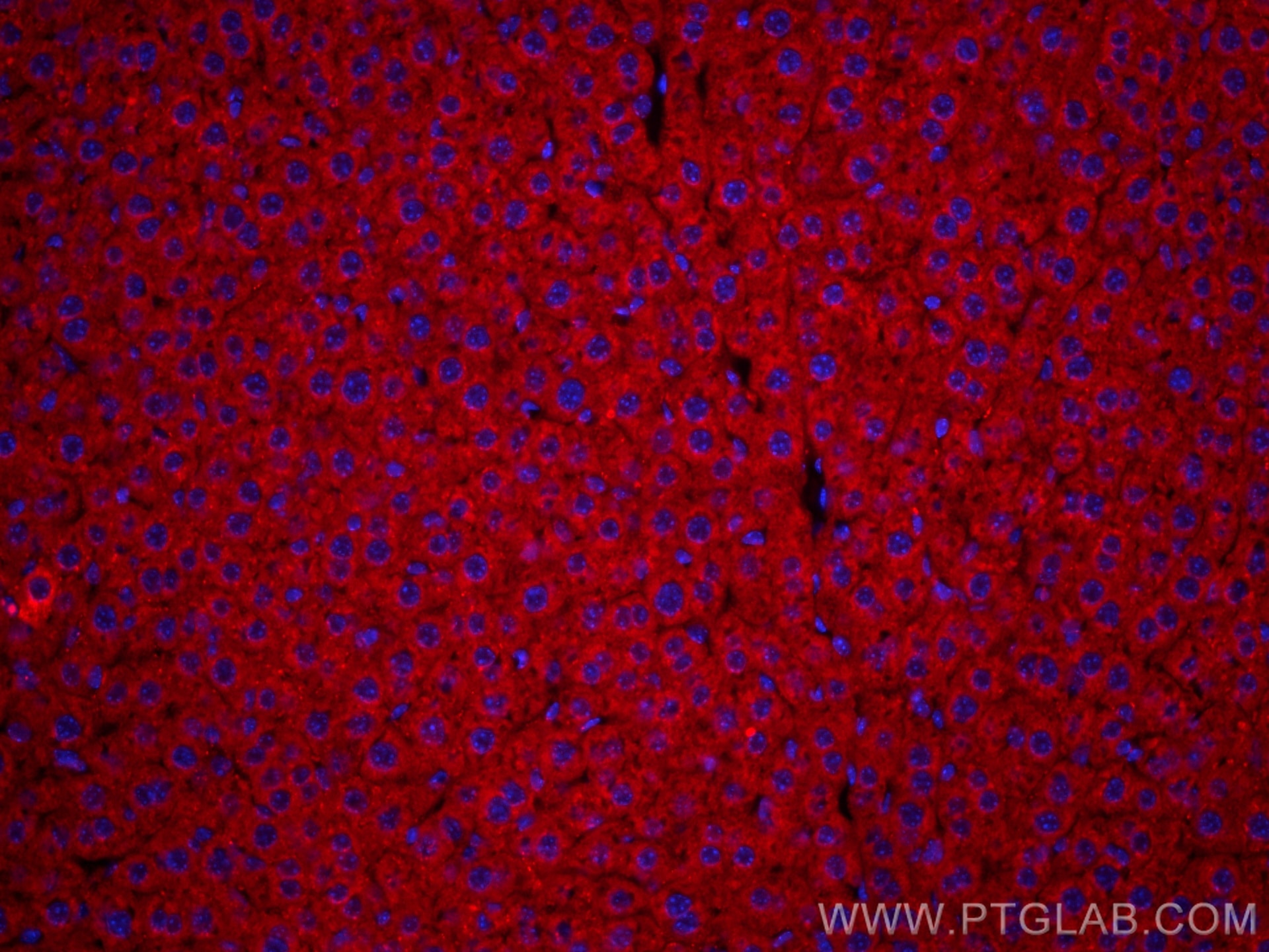 Immunofluorescence (IF) / fluorescent staining of mouse liver tissue using CoraLite®594-conjugated Albumin Polyclonal antibod (CL594-16475)