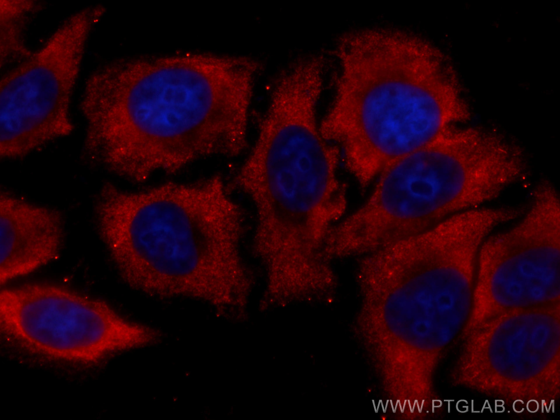 Immunofluorescence (IF) / fluorescent staining of HepG2 cells using CoraLite®594-conjugated Albumin Monoclonal antibod (CL594-66051)