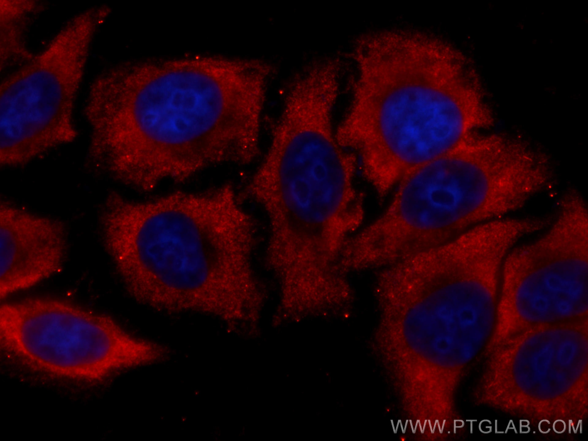 IF Staining of HepG2 using CL594-66051